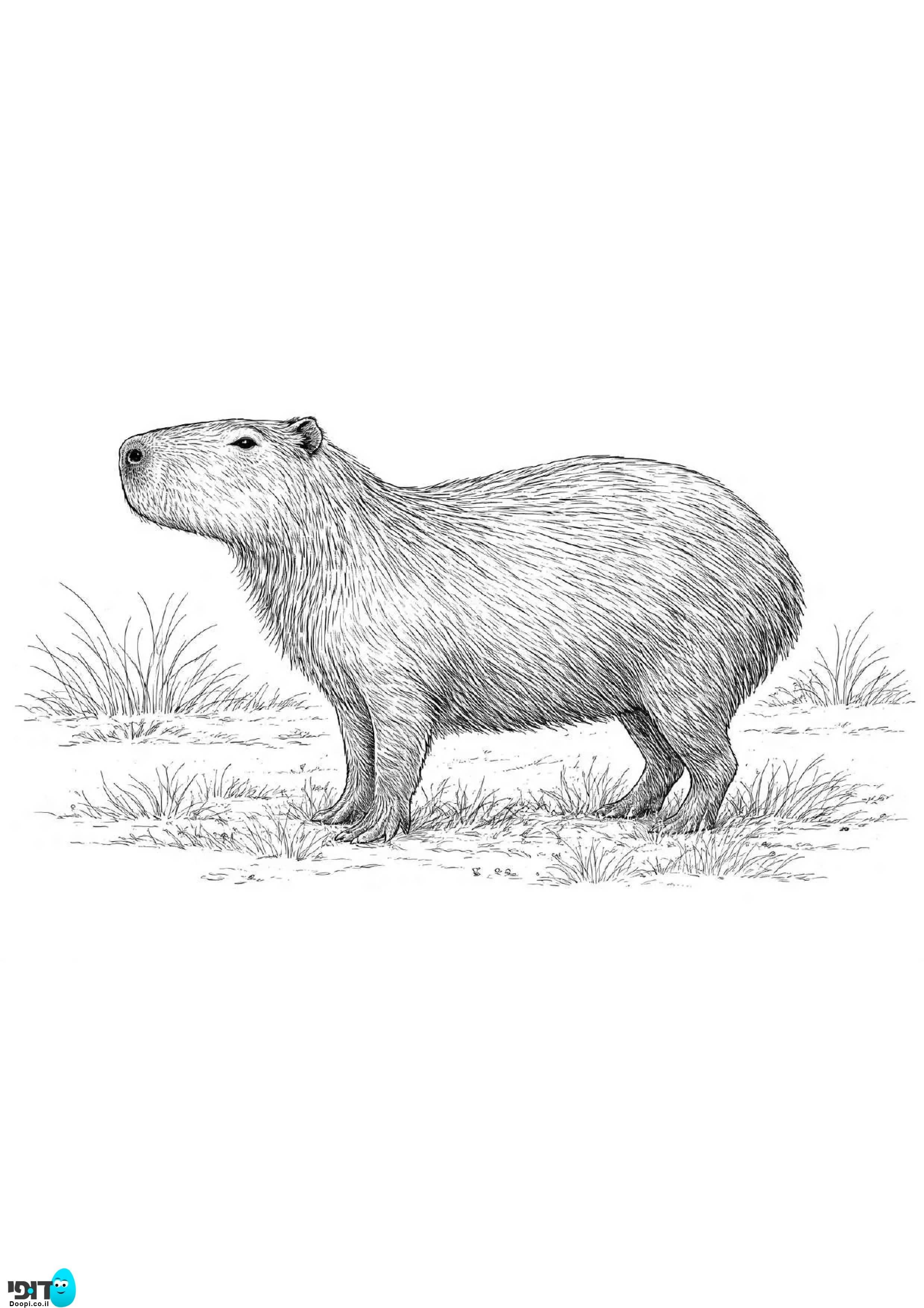 דף צביעה קפיברה מתוק